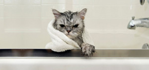 funny wet cats 37