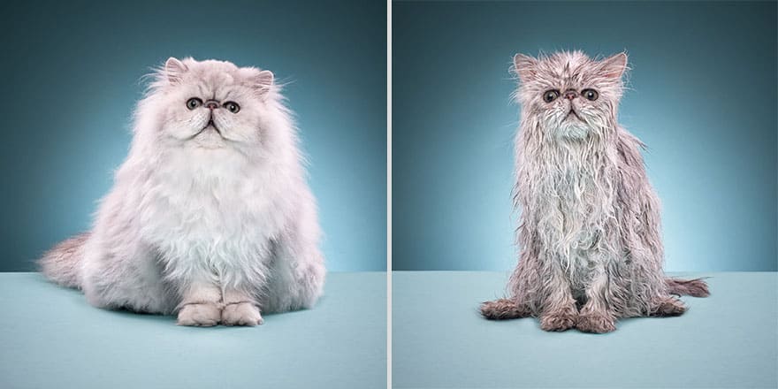 funny wet cats 7