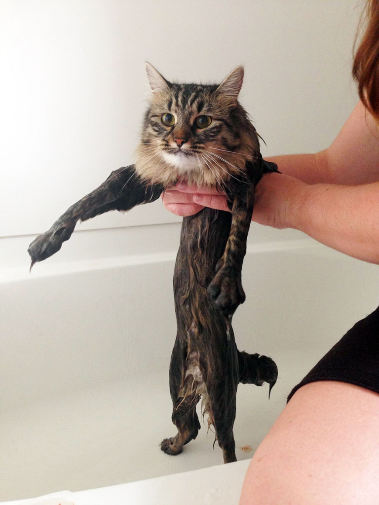 funny wet cats 9 2