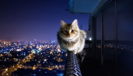Kayıp kedi bulma rehberi