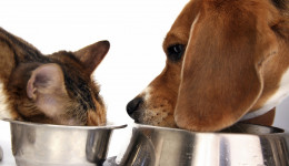 Kedi maması ile köpek maması arasındaki farklar