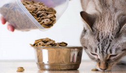 Kedi maması çeşitleri