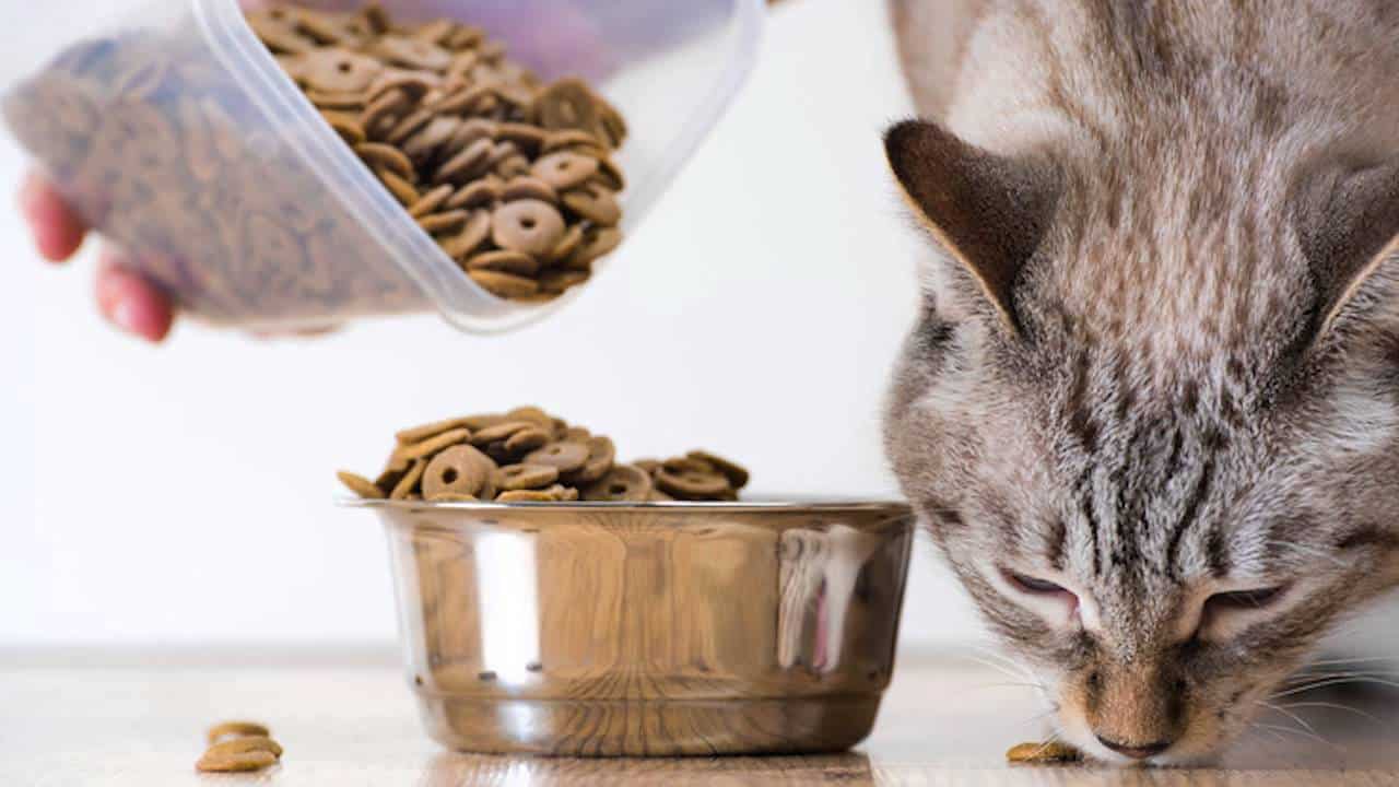 kedi maması çeşitleri
