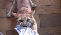 Kedi ödül mamaları