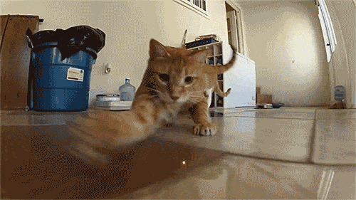 lazer kedi