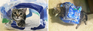 pets growing up with toys 11  700