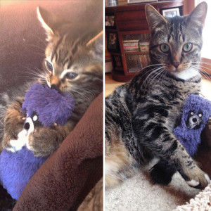 pets growing up with toys 27  700