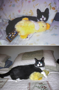 pets growing up with toys 3  700