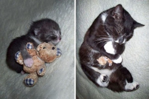 pets with toys cats dogs before and after photos 661  700