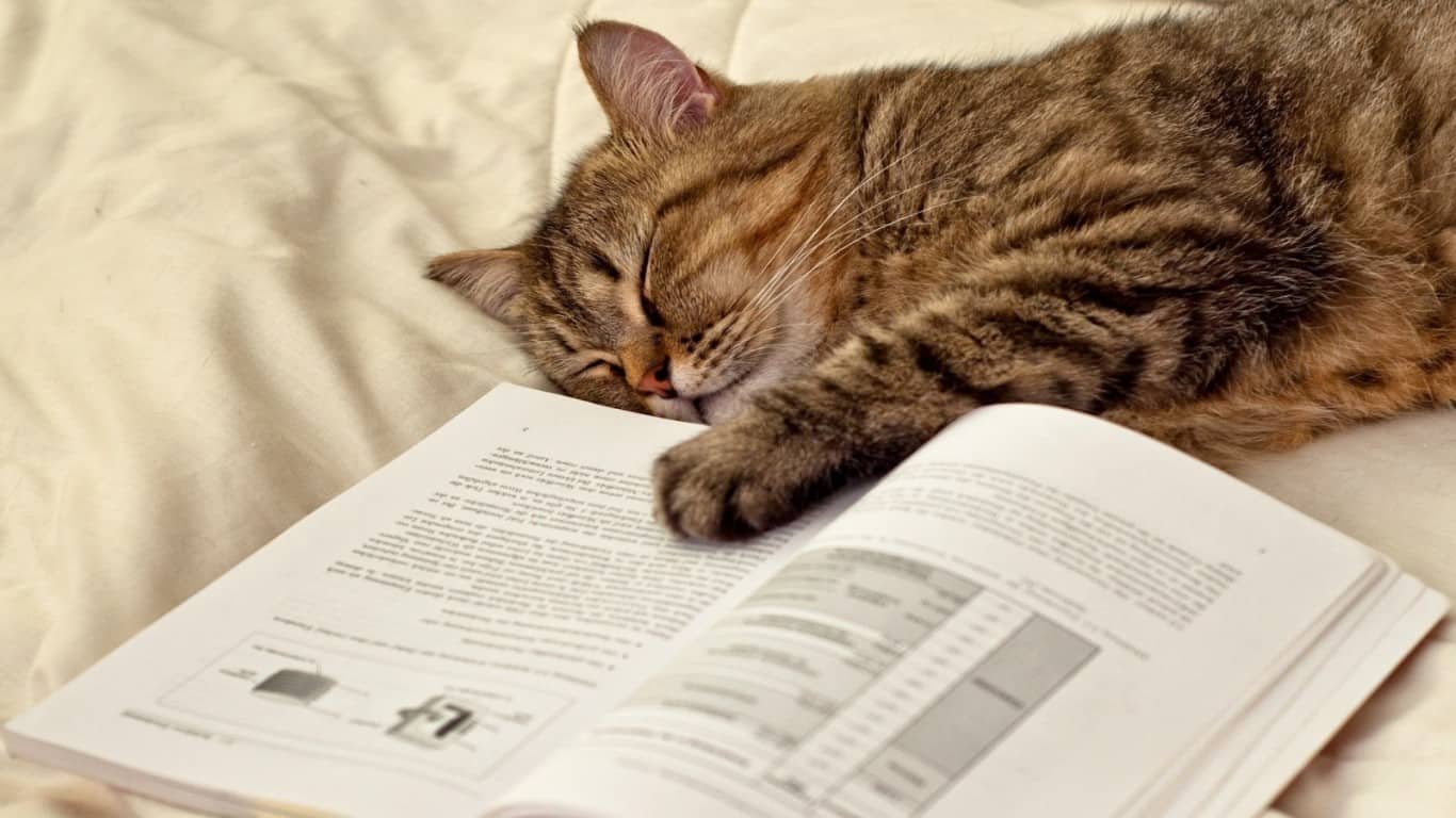 kedi egitimi