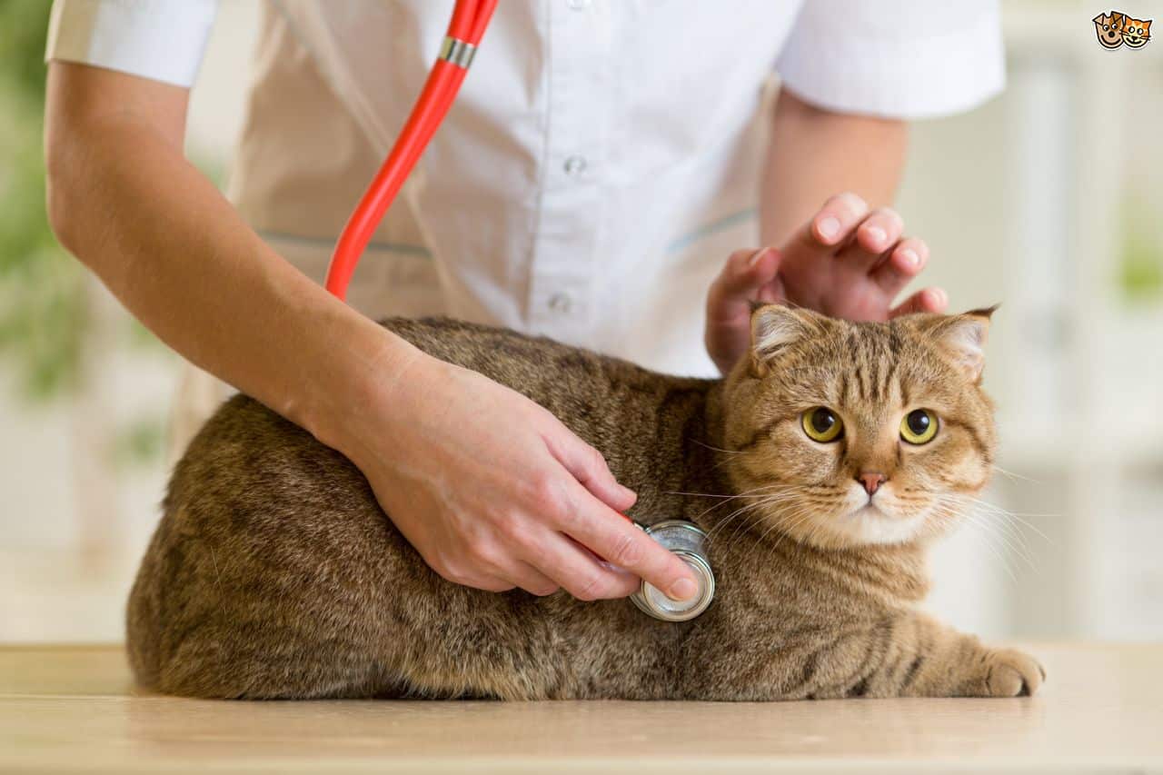 kedi veterineri