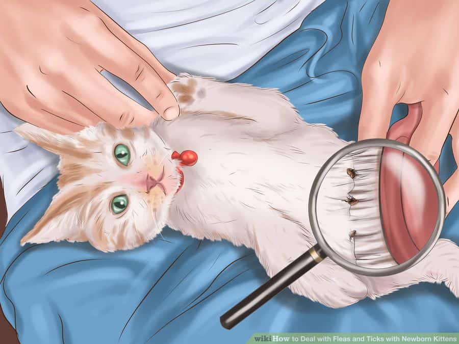kedi piresi aşama 1