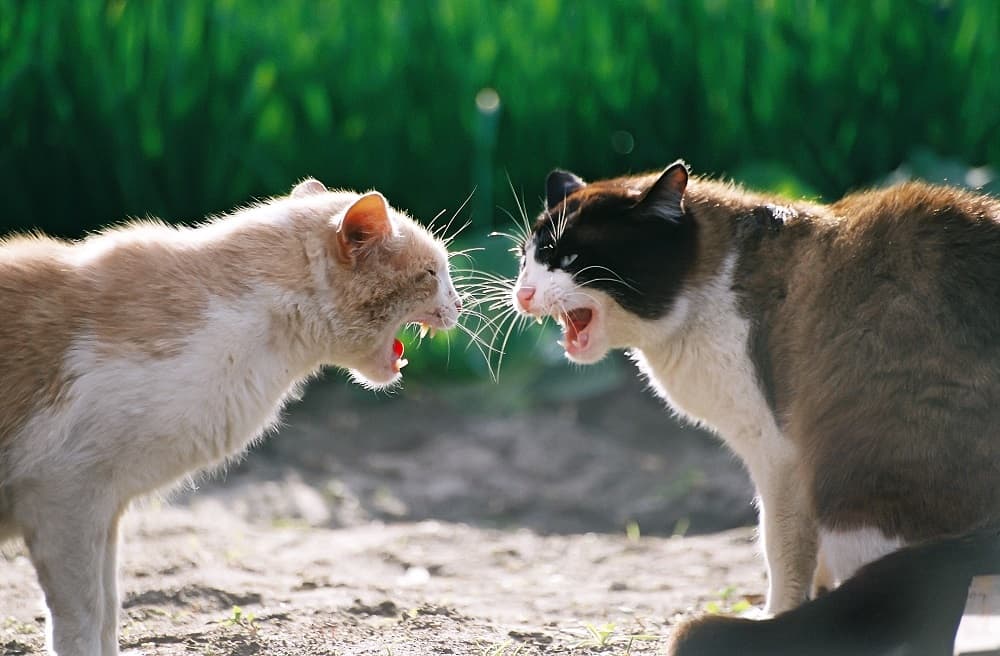 CatFight
