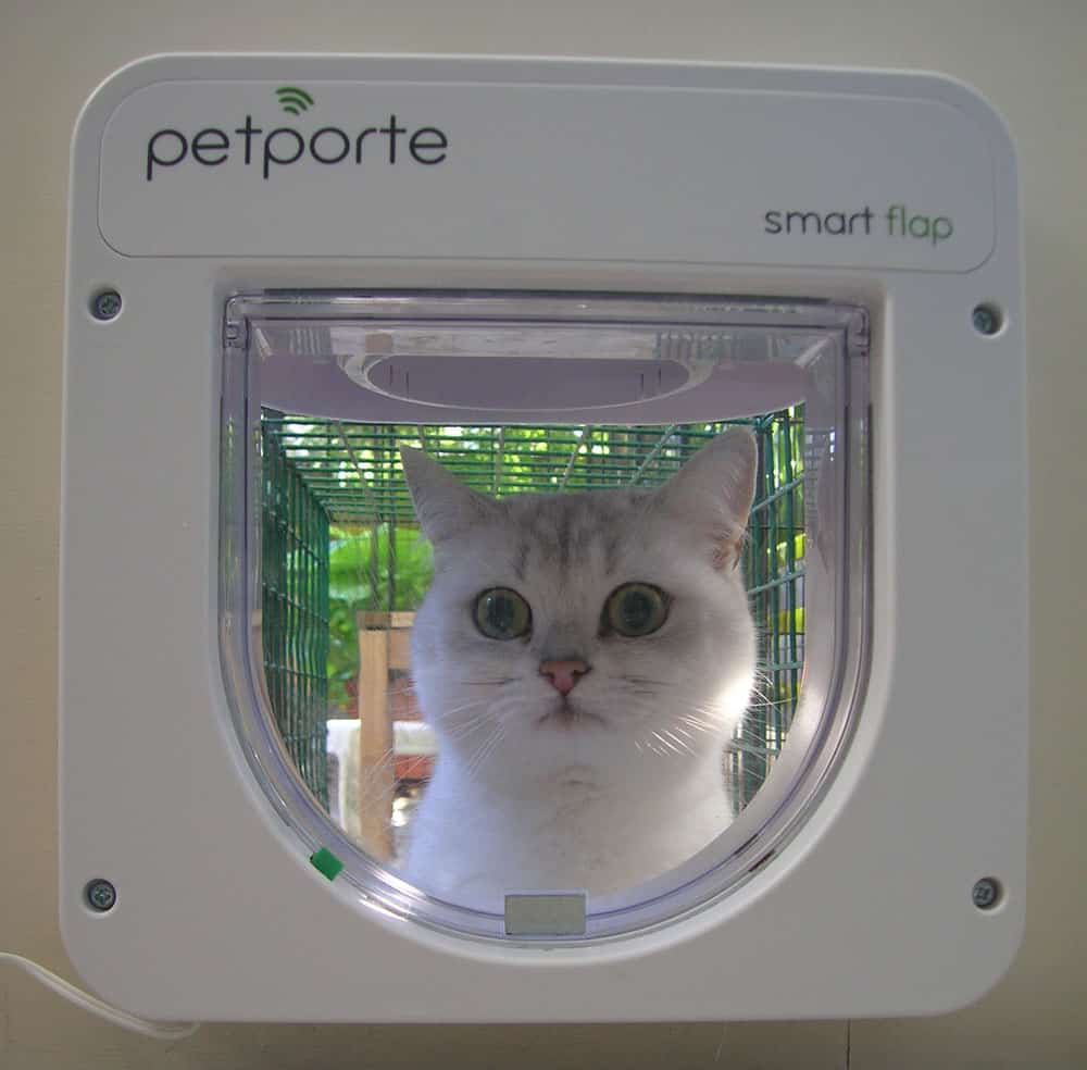 kedi kapısı